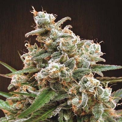 052e648805509fd708f7263122afe7e171b4ec6dc09e579f51ac2dd491566100.jpeg Ace Seeds - Nepal Jam Feminized Seeds