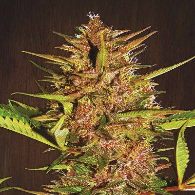 0b2f6cfdef9efd15bdd989a6f3678c0b785d9893550f9b33ecc43d3747445997.jpeg Ace Seeds - Pakistani Chitral Kush Feminised Seeds