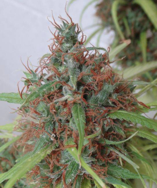0d89168cf299cc4da912d0feaece99cb8f15fd97716ee6d1952f1bcf2053dadc.jpeg Ace Seeds - Honduras Regular Seeds