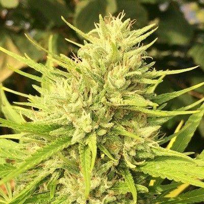 13de12b19aaf8609fbdfd1e2b655cbf578b98a343d166306de2b6256ba044a72.jpeg Ace Seeds -Malawi x Panama Feminised Seeds