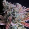 140440_2018661_pimcore_1_2-1.jpg Nirvana Seeds - Raspberry Cough