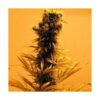 140441_2018662_pimcore_1_2-1.jpg Nirvana Seeds - Raspberry Cough