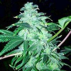 141283_937836_pimcore The Cali Connection - 22 Feminized Seeds