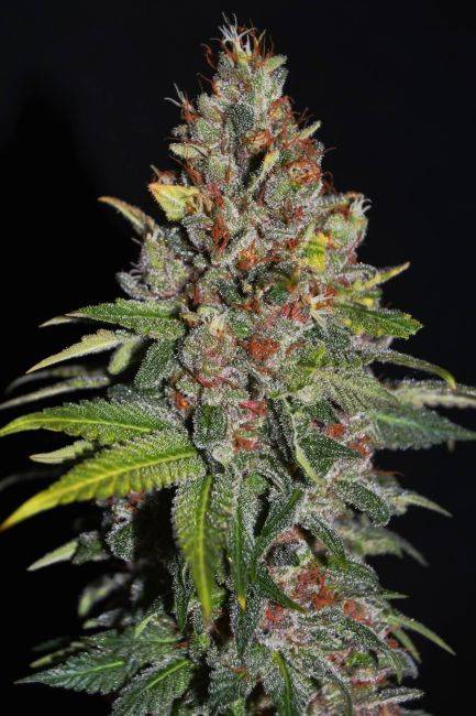 142271_2195784_pimcore_1_1-1.jpg G13 Labs - Tropical Punch