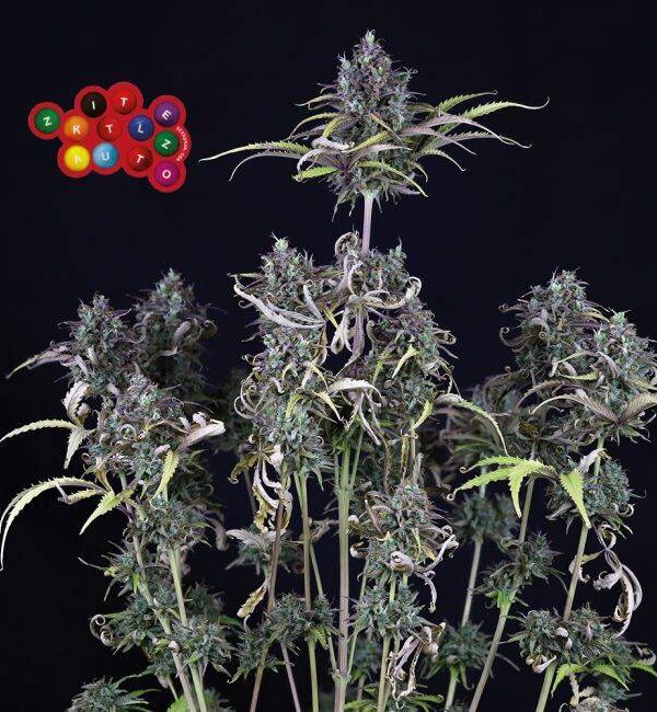 149744_2190327_pimcore_1_1-1.jpg Seedsman - Zkittlez Auto