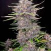 420 Fast Buds - Banana Purple Punch Auto