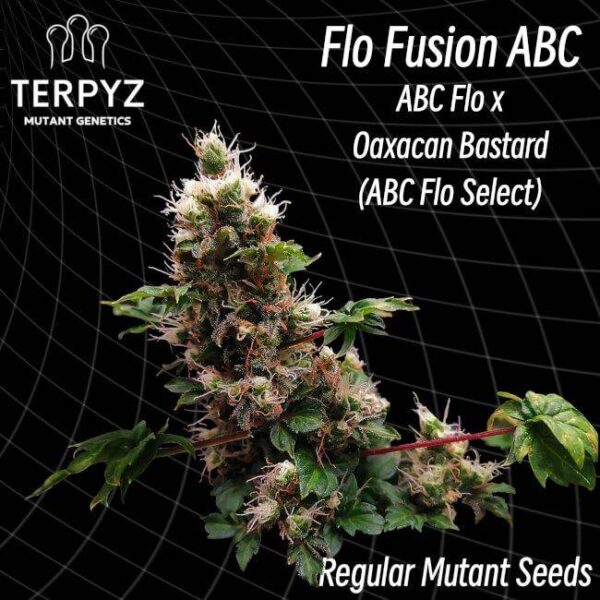 296a6349e31c73d27eb2952732fca717b14827a7876c360c376307c38ce38dd5-1.jpeg TerpyZ Mutant Genetics - Flo Fusion ABC