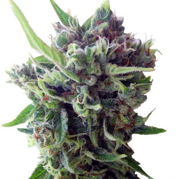 2ec0a33aad7e87bc4990732110a6991e5ab42d2f8afc3a657394c54469cb3aaa.jpeg Ace Seeds - Zamaldelica Auto Feminized Seeds