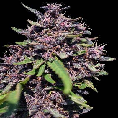 321d773cdf0758a4899ab2f81d6af3c34ba475a87871f571af01c1753bcf005a.jpeg Ace Seeds - Panama x PCK Feminized Seeds