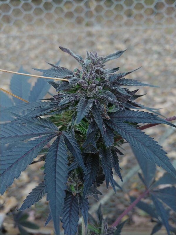 36-prego-1-finish-1.jpg Socal Seed Vault - 36 OG (Black Cold Weather Pheno)
