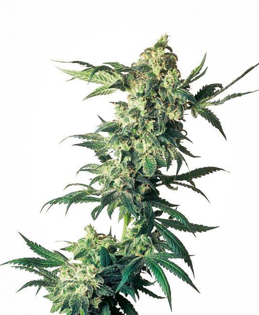 4f1fb27752a70a97d73fb75766e240d6da62f00ce9518b38dcb01721cf2a8b6b.jpeg Sensi Seeds - Northern Lights 5 Feminized Seeds - 5