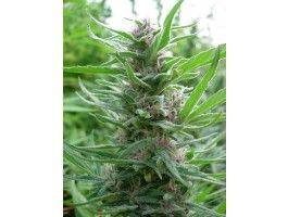 56e31571f195c8b45620bf8b6ebd9da9eda40276314caff8e346976a81efa469.jpeg Ace Seeds - Panama Feminised Seeds
