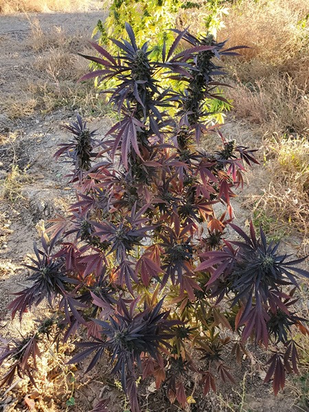 Holy Water F2 cannabis seeds created by Gage Green Group and F2 by Socal Seed Vault
