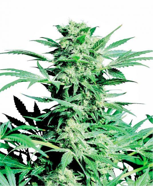 Sensi Seeds - Shiva Skunk Regular Seeds - 10