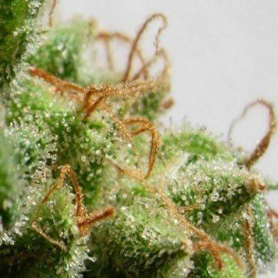 7c4f40335512140fffbb20024f30c506af316cfdc7b0e89821067b52a6628d23.jpeg Ace Seeds -Malawi Feminized Seeds