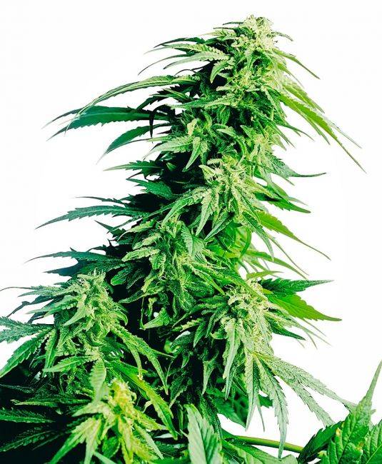 Sensi Seeds - Hindu Kush Regular Seeds - 10