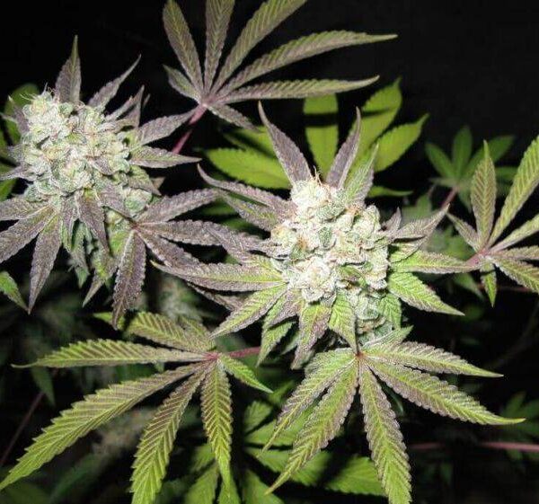84738bad81da345b5d0fd73be24268f38887e563d5a007938748ba3b773e60f4.jpeg The Cali Connection - 6 Tiramisu Feminized Seeds