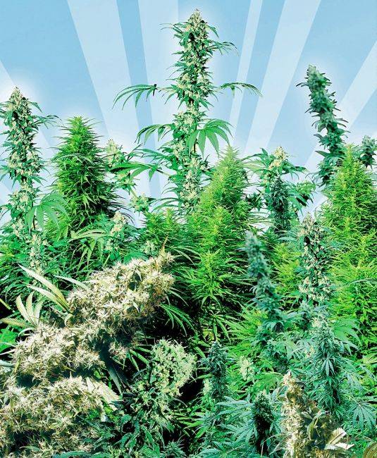 893551b1ccd8564db513d95c7a3ceb904b37381f737d3c263c984c61c2a190b4.jpeg Sensi Seeds - Outdoor Mix Regular Seeds - 25