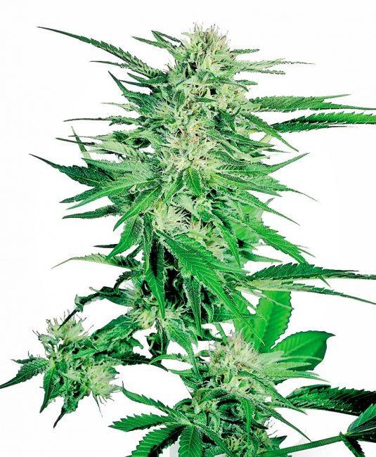 One of the best breeders ever is Sensi Seeds Sensi Seeds Big Bud Cannabis Strain