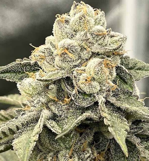 Elev8 Seeds - Tahiti Red Feminized Seeds