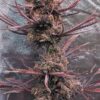 Ace-Seeds-Panama-Haze-1-1-1.jpg Ace Seeds - Panama Haze Regular Seeds