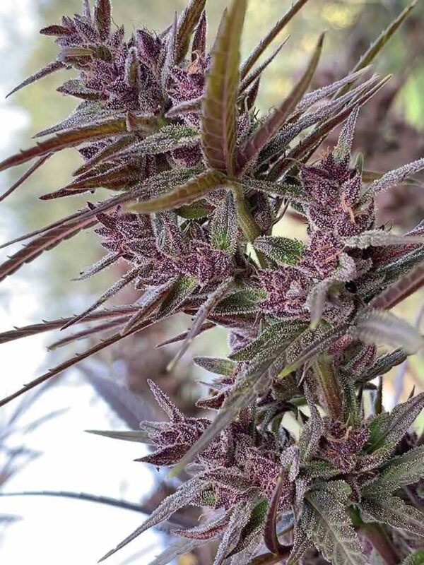 Ace-Seeds-Panama-Haze-2-1-1.jpg Ace Seeds - Panama Haze Regular Seeds