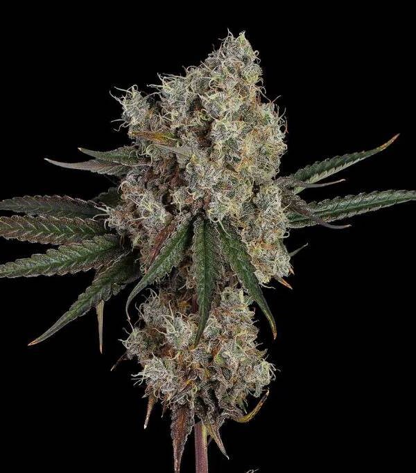 Another-Level-Happy-Valley-2-1-1.jpg Happy Valley Genetics - Another Level