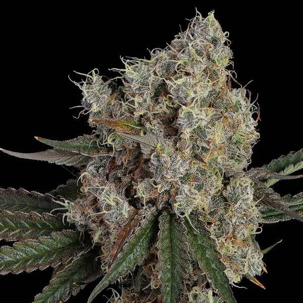 Another-Level-Happy-Valley-3-1-1.jpg Happy Valley Genetics - Another Level