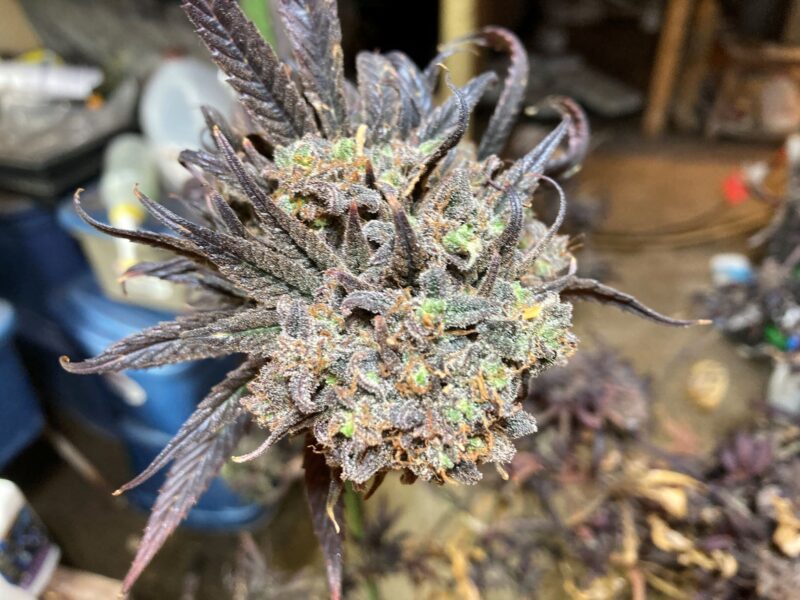 Blue Dream BLACK IN STOCK! Blue Dream