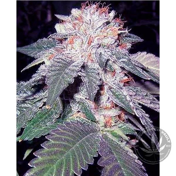 Cali Connection Julius Caesar Seeds Socal Seed Vault The Cali Connection - Julius Caesar Feminized Seeds