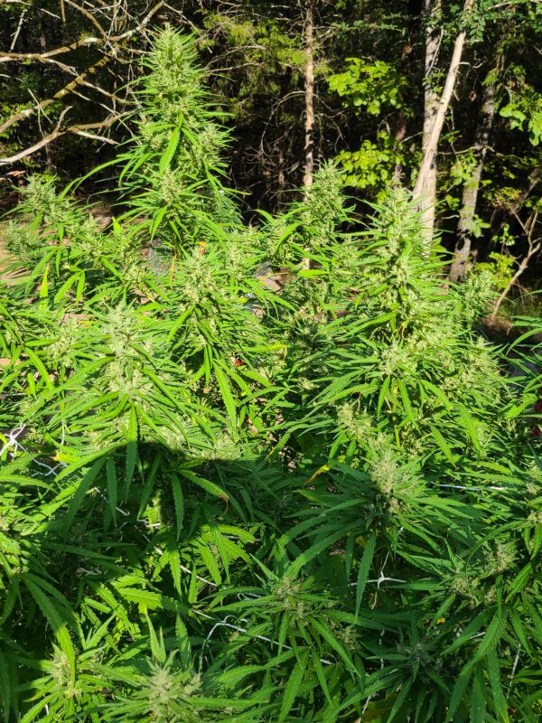 Kaliman Cheese Seeds by Alter Ego Genetics