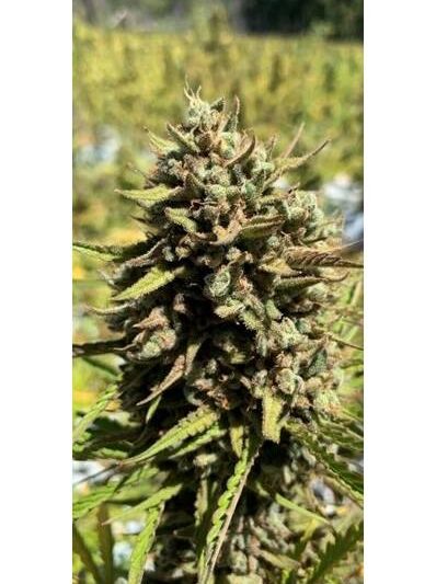 Cheesus-1.jpg Mosca Seeds - CheeseSus Christ SuperStar Auto