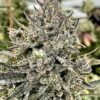 Cheetah-the-Hut1-1-1.jpg Atlas Seeds - Cheetah The Hut - 5 feminized Seeds