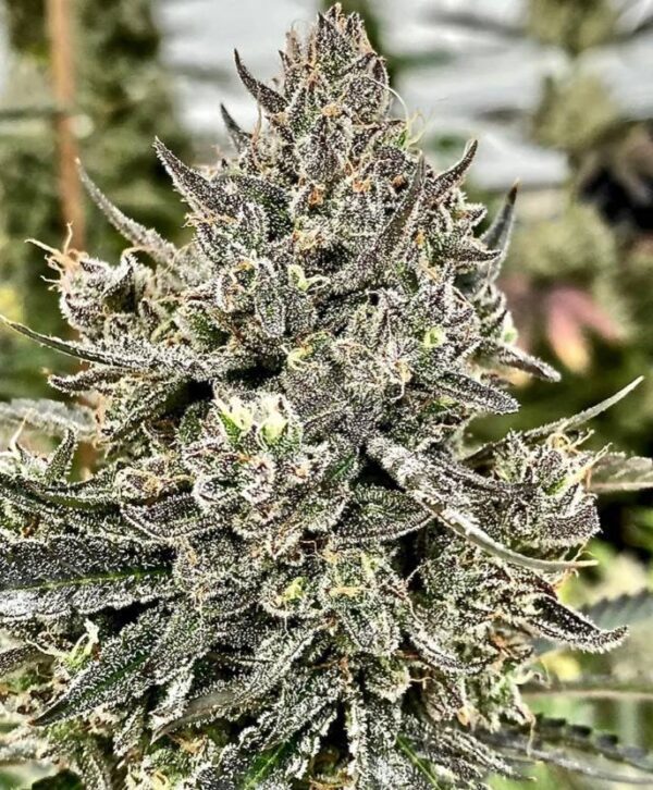 Cheetah-the-Hut1-1-1.jpg Atlas Seeds - Cheetah The Hut - 5 feminized Seeds
