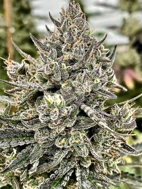 Cheetah-the-Hut1-1-1.jpg Atlas Seeds - Cheetah The Hut - 5 feminized Seeds