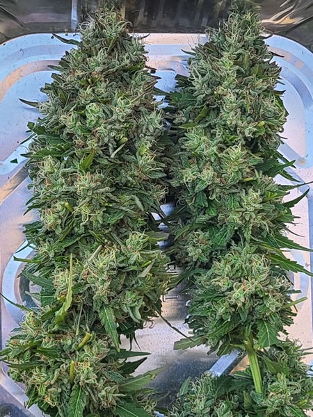 Cherry-Ethanol-by-Socal-Seed-Vault
