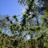 Cherry Strawberry Crisp Cherry Strawberry Crisp Cannabis seeds by Socal Seed Vault always bring fire!