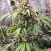 Socal Seed Vault - Cherry Sweet Tartz