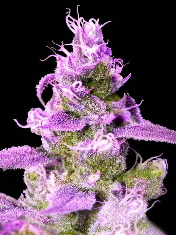 DNA Genetics - Purple Chocolope