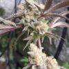 Devine-Comedy-SM-_-CB-1-1.jpg Devine Comedy cannabis strain created by Socal Seed Vault. This is a picture of her in flower with the underside shot of the flower. She has plum and black leaves and white bud structure. She quite the looker too. Thanks for stopping by. Socal Seed vault