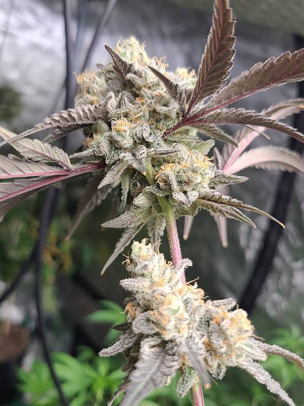 Devine-Comedy-SM-_-CB-1-1.jpg Devine Comedy cannabis strain created by Socal Seed Vault. This is a picture of her in flower with the underside shot of the flower. She has plum and black leaves and white bud structure. She quite the looker too. Thanks for stopping by. Socal Seed vault