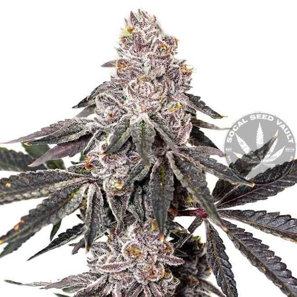 Elev8 Seeds Berry Crusher Feminized Seeds Socal Seed Vault Berry Crusher Feminized Seeds Elev8