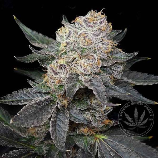 Elev8 Seeds Northern Tropic Feminized Seeds Socal Seed Vault Elev8 Seeds - Northern Tropic Feminized Seeds