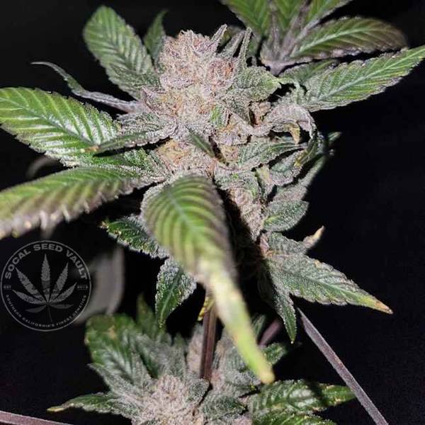 Elev8 Seeds Sour Sage Elev8 Sour Sage