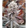 Flap-Jacks-2.0-1-1.jpg Sharkys Genetics - Flapjacks Feminized Cannabis Seeds