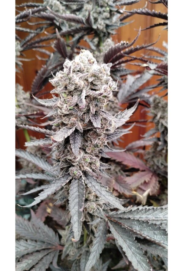 Flap-Jacks-2.0-1-1.jpg Sharkys Genetics - Flapjacks Feminized Cannabis Seeds