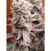 Flapjacks_Website-1-1.jpg Sharkys Genetics - Flapjacks Feminized Cannabis Seeds