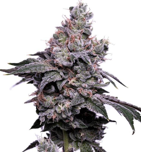 Green-Bodhi-Golden-Haze-1.jpg Green Bodhi - Golden Haze Feminized
