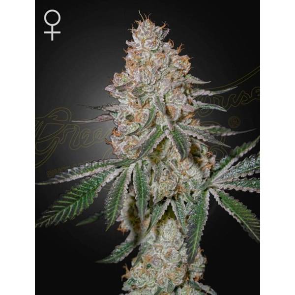 Green-House-High-Cloudz-1-1.jpg Greenhouse Seed Co. - HighCloudZ