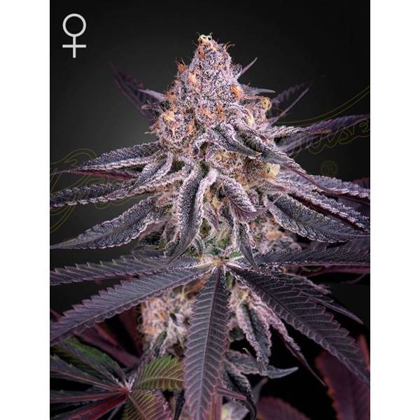 Greenhouse-Seed-Co-Kings-Juice-1-1-1.jpg Greenhouse Seed Co. - King's Juice
